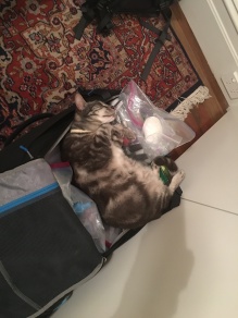 Belly enjoys our luggage