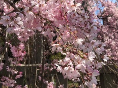 More Blossoms