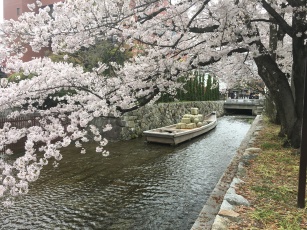 Random Sakura