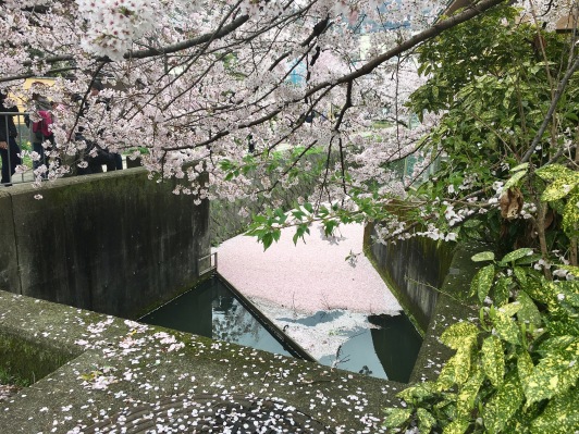 All the fallen petals collected at the end of the canal...