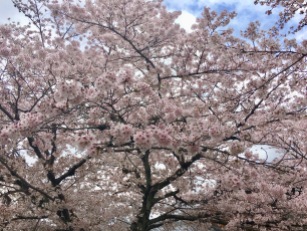So Many Sakura